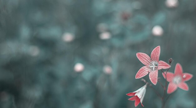 Abstract defocused background and pink flower