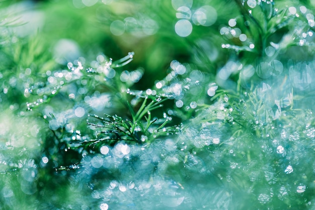 abstract (defocused, blurred) natural floral green plants with beautiful bokeh, dew on grass