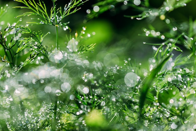 abstract (defocused, blurred) natural floral green plants with beautiful bokeh, dew on grass