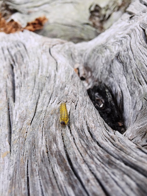 Photo abstract driftwood