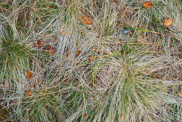 Abstract dry wild forest grass for textured background