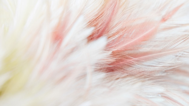 Abstract feather for the background