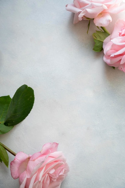 추상적인 여성스러운 조롱 또는 꽃 인사말 카드 파스텔 핑크 장미 꽃 밝은 배경 웰빙 휴식 복사 공간
