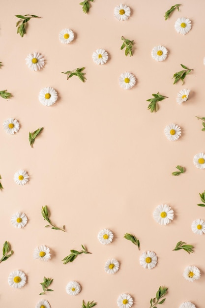 Abstract floral aesthetic background Round floral frame wreath of colourful chamomile flower buds on neutral peachy background with blank copy space mockup Beautiful flowers and petals template