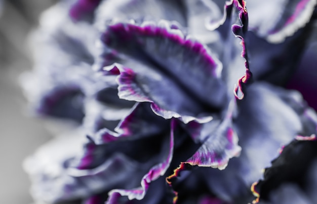 休日のブランドデザインの抽象的な花の背景黒カーネーションの花マクロ花の背景