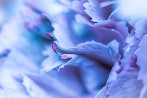추상 꽃 배경 파란색 카네이션 꽃 꽃잎 매크로 꽃 배경 휴일 디자인