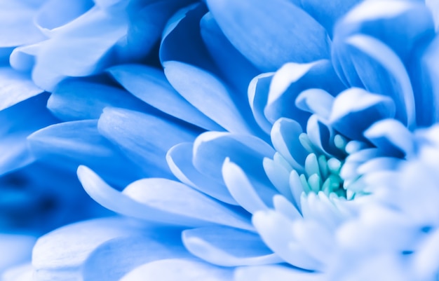 Фото Абстрактный цветочный фон синий цветок хризантемы макро цветы фон для праздника дизайн бренда
