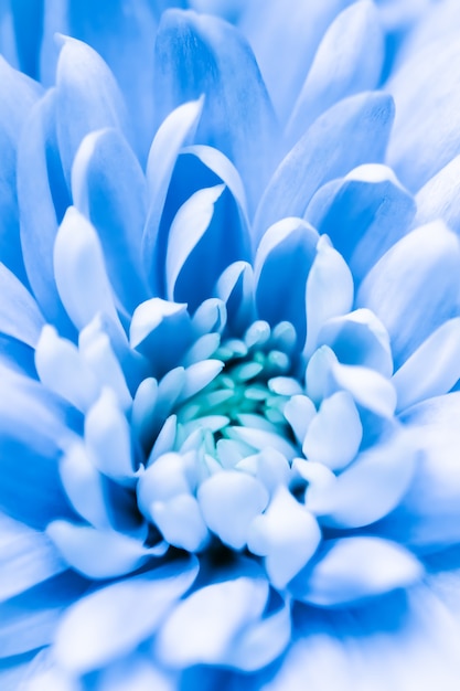 abstract floral background blue chrysanthemum flower macro flowers backdrop for holiday brand design