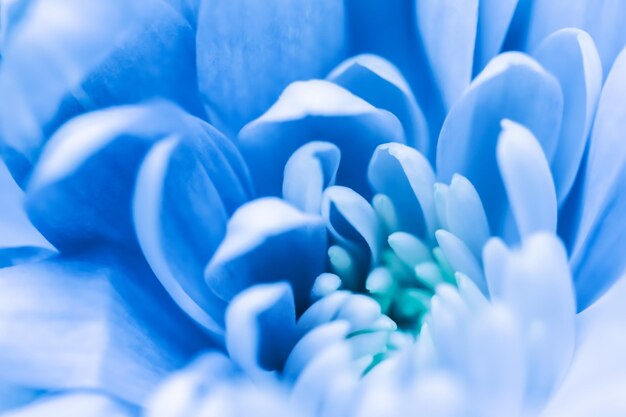 abstract floral background blue chrysanthemum flower macro flowers backdrop for holiday brand design