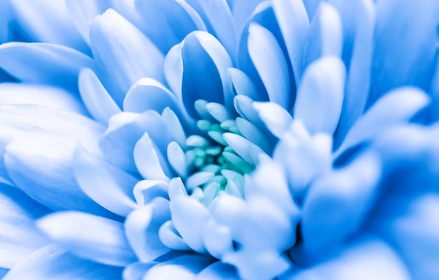 abstract floral background blue chrysanthemum flower macro flowers backdrop for holiday brand design