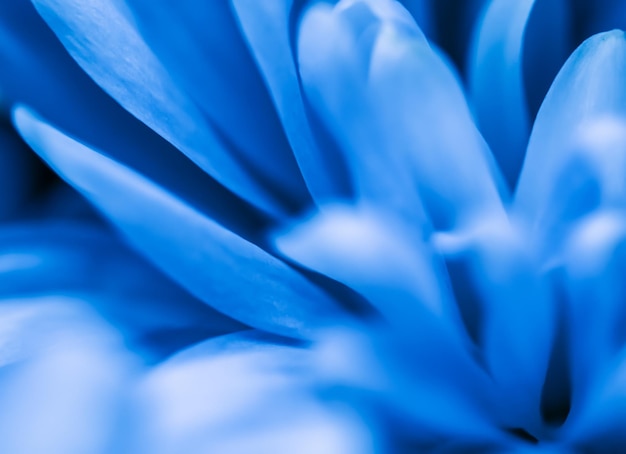 Abstract floral background blue chrysanthemum flower Macro flowers backdrop for holiday design