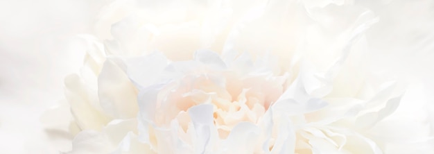 Photo an abstract floral background of delicate flowers in pastel colors with a soft style for spring or summer. banner background with copy space. selective soft focus, soft dreamy look