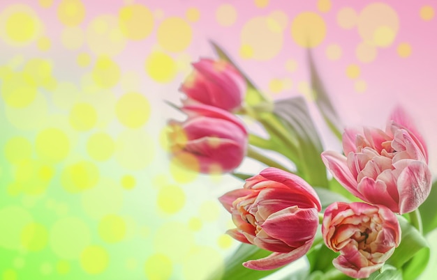 Абстрактный цветочный фон пять розовых тюльпанов на градиентном фоне и боке