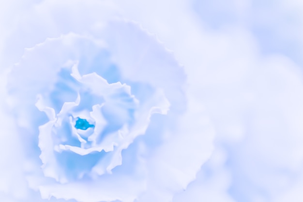 Абстрактный цветочный фон бледно-голубой цветок гвоздики макро цветы фон для праздника бренда