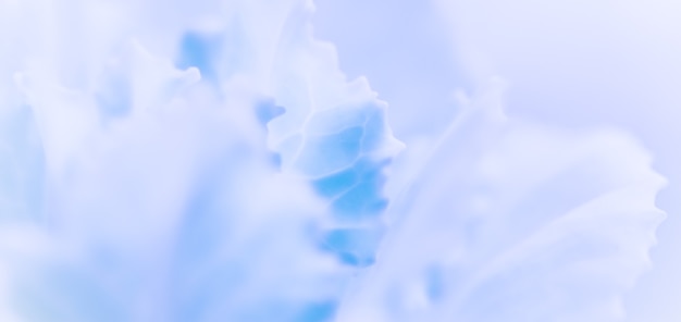 Photo abstract floral background pale blue carnation flower macro flowers backdrop for holiday brand