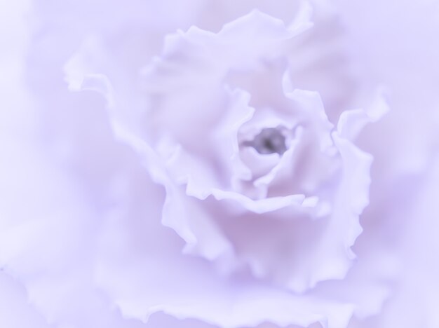 Abstract floral background pale violet carnation flower macro flowers backdrop for holiday brand