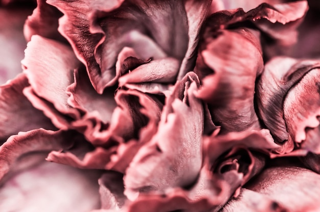 休日のブランドデザインのための抽象的な花の背景ピンクのカーネーションの花マクロ花の背景