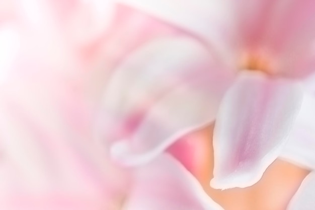 Photo abstract floral background pink hyacinth petals soft focus