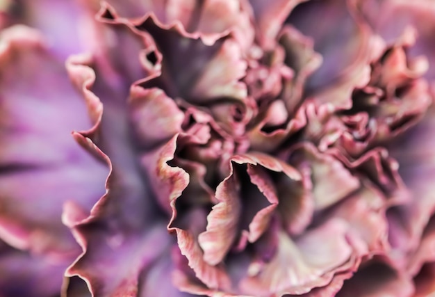 Абстрактный цветочный фон фиолетовый цветок гвоздики макро цветы фон для праздничного бренда