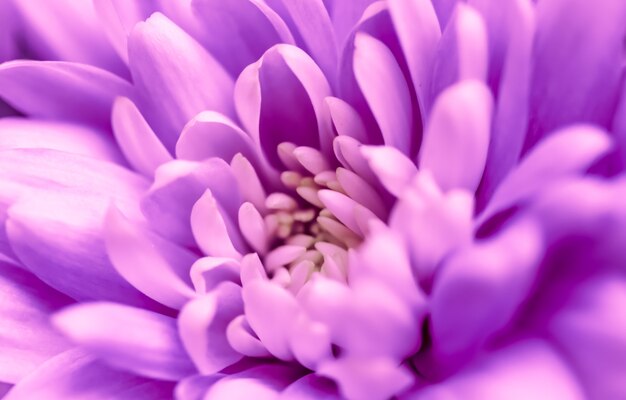 Abstract floral background purple chrysanthemum flower macro flowers backdrop for holiday brand