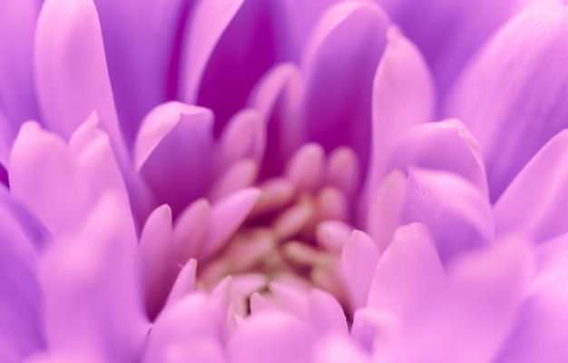 休日のブランドのための抽象的な花の背景紫菊の花マクロ花の背景