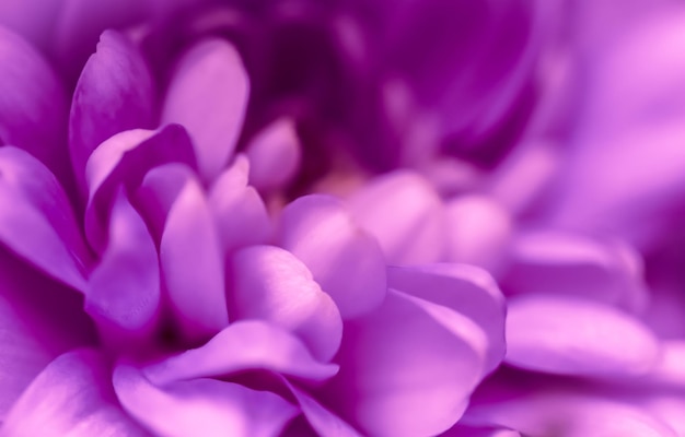 休日のデザインのための抽象的な花の背景紫菊の花マクロ花の背景