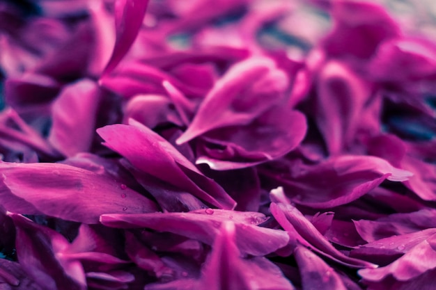 Abstract floral background purple flower petals in water