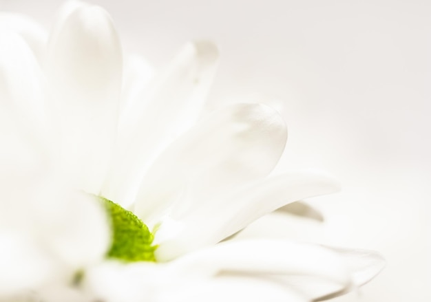 Photo abstract floral background white chrysanthemum flower petals macro flowers backdrop for holiday brand design