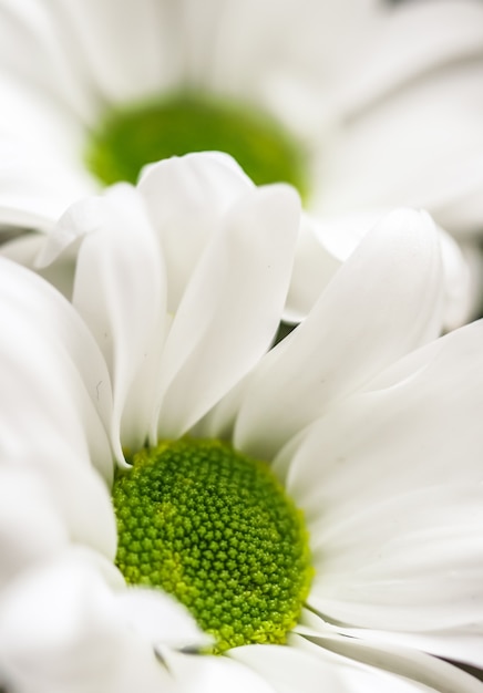 Abstract floral background white chrysanthemum flower petals macro flowers backdrop