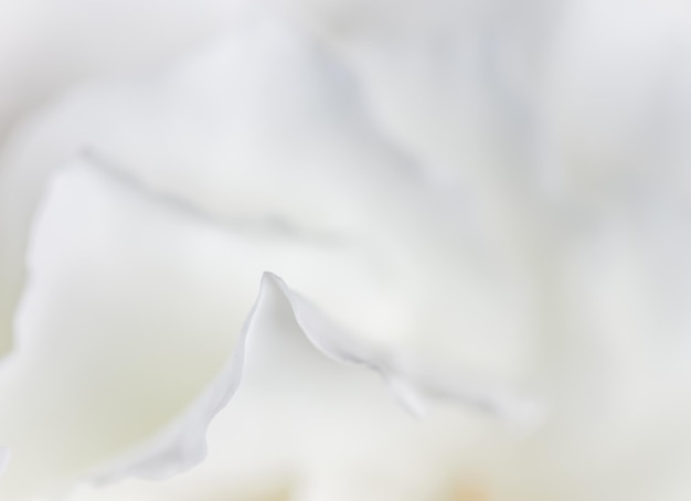 抽象的な花の背景白いバラの花びらマクロ花の背景ホリデーデザインソフト