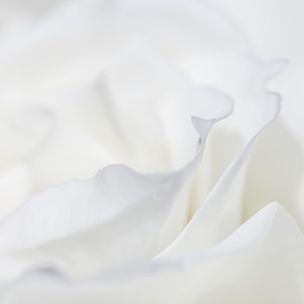 抽象的な花の背景 白いバラの花びら