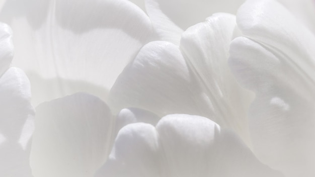 추상 꽃 배경, 흰색 튤립 꽃입니다. 휴가 브랜드 디자인을 위한 매크로 꽃 배경입니다. 식물 개념