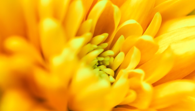 休日のブランドのための抽象的な花の背景黄色の菊の花マクロ花の背景