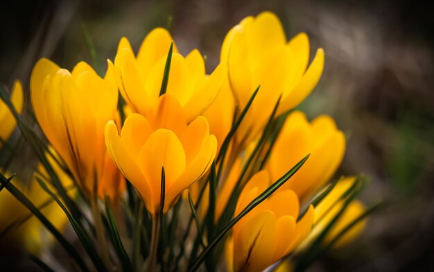 Abstract floral background yellow crocus flowers macro flowers backdrop for holiday brand design