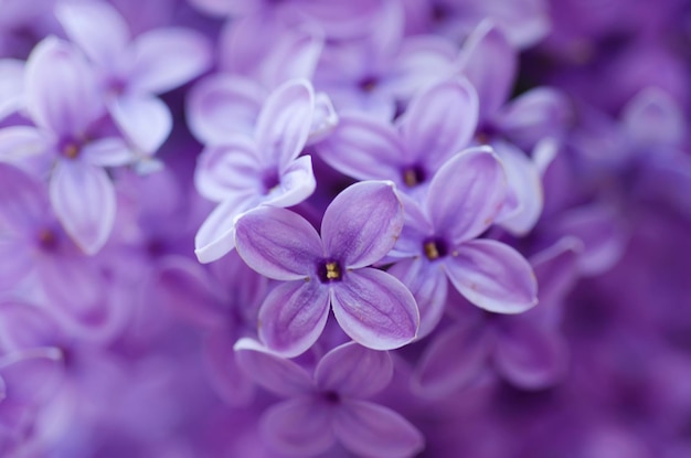 抽象的な花の背景