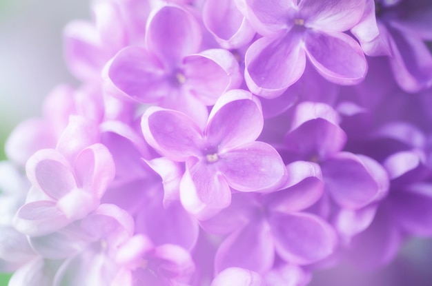 写真 抽象的な花の背景