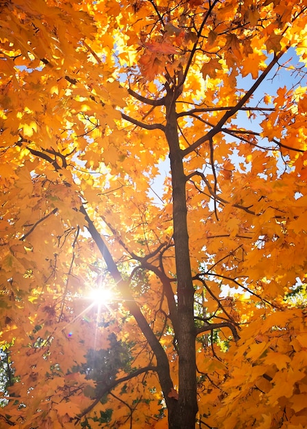 Sfondo astratto del fogliame, bellissimo ramo di albero nella foresta autunnale, luce solare calda e brillante, foglie di acero secche arancioni, stagione autunnale