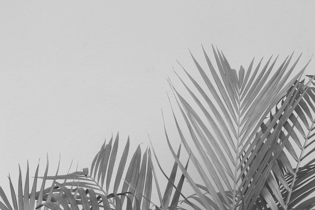 Abstract gray shadow background of palm leaves black and white monochrome tone