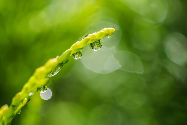 Abstract green background close-up of a drop of water on a branch of a juniper bokeh with light reflection