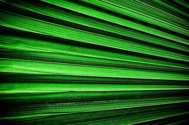 abstract green background closeup of palm leaf