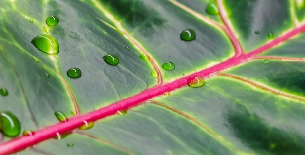 Macro foglia della pianta del croton del fondo verde astratto con il contesto naturale delle gocce di acqua