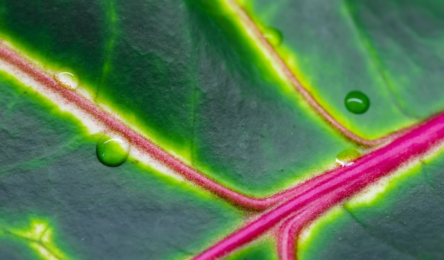 Abstract green background macro croton plant leaf with water drops natural backdrop