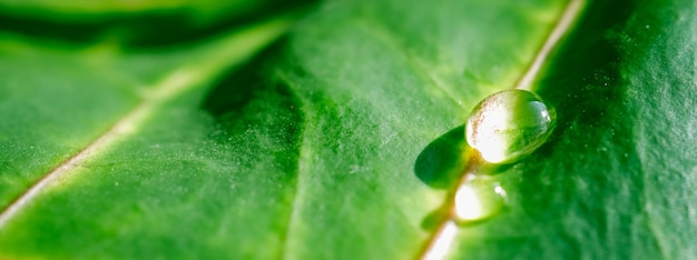 Abstract green background macro croton plant leaf with water drops natural backdrop