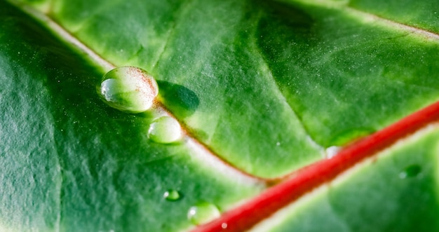 Abstract green background macro croton plant leaf with water drops natural backdrop