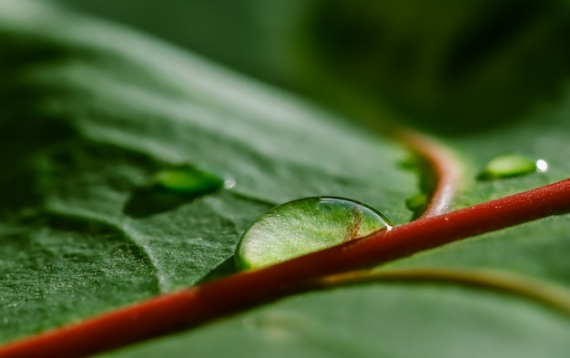 抽象的な緑の背景。水滴とマクロクロトン植物の葉。ブランドデザインの自然な背景