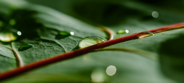 ブランドの自然な背景を水滴と抽象的な緑の背景マクロクロトン植物の葉