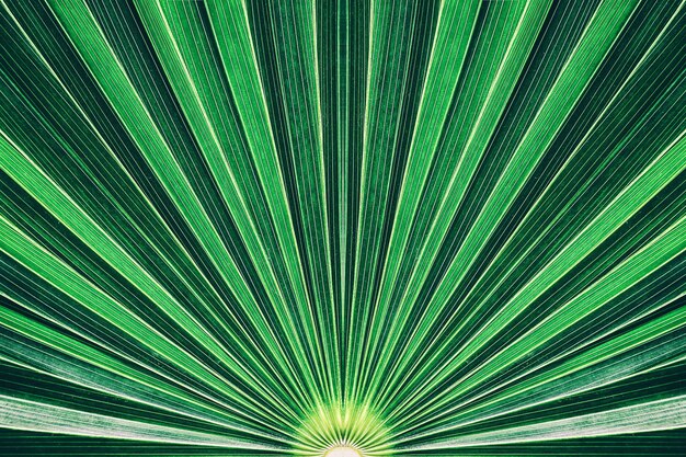 abstract green background, palm leaf texture