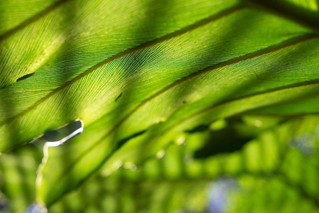 抽象的な緑の背景フィロデンドロン スペシオサムまたは矢頭フィロデンドロンの葉のテクスチャ太陽に対して静脈の影の線パターンバックライト付きの葉のクローズ アップ熱帯の夏の自然の壁紙