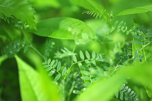 植物の抽象的な緑の背景