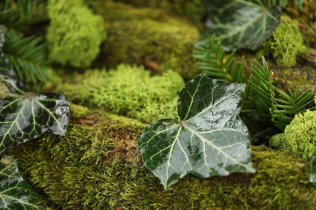 abstract green background with ivy, moss and wood